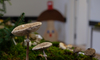 Verschiedene Pilze in Ausstellung