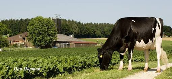 Betrieb Flury-Schaub David, Oekingen Betrieb Flury-Schaub David, Oekingen