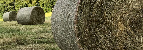 Mehrere Heuballen im Feld.