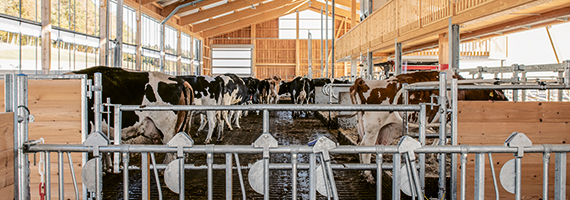 Blick in den Stall des Wallierhofs mit Kühen.